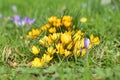 Bunch of yellow crocus flowers blooming Royalty Free Stock Photo