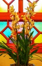 Beautiful yellow cymbidium orchids