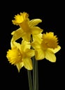 Bunch of yellow daffodils