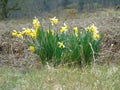 Daffodils grow in the open field