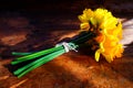 Bunch of yellow daffodils tied together with white string on a w