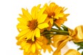 Bunch of yellow daisy flowers Royalty Free Stock Photo