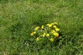 Dandelions flower in a meadow