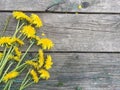 A bunch of yellow dandelions on a old dark wooden background with empty space for text