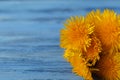 Bunch of yellow dandelions in pot Royalty Free Stock Photo