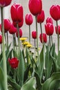 A bunch of yellow dandelions Taraxacum among the many red tulips in the city flowerbed, on a blurred background Royalty Free Stock Photo