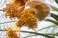 Bunch of yellow dates on date palm, Royalty Free Stock Photo