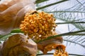 Bunch of yellow dates on date palm, Royalty Free Stock Photo