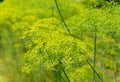 Yellow dill flowers under the sun