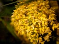 Bunch of Yellow Dwarf Date Palm Flowers Hanging