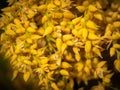 Bunch of Yellow Dwarf Date Palm Flowers Hanging