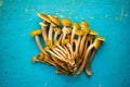 A Bunch Of Yellow Edible Wild Mushrooms Agaric Honey On A Blue Background