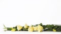 Bunch of yellow eustoma flowers prairie gentian, lisianthus lying on white background. Royalty Free Stock Photo