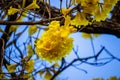 Bunch of yellow flower