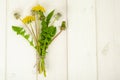 Bunch of yellow flowering and faded white dandelions Royalty Free Stock Photo