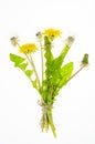 Bunch of yellow flowering and faded white dandelions Royalty Free Stock Photo