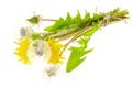 Bunch of yellow flowering and faded white dandelions Royalty Free Stock Photo