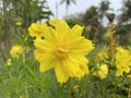 Bunch of Yellow flowers in a garden in West Bengal India.