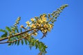 Bunch Of Yellow Flowers With Green Buds Against Vivid Blue Sunny Sky