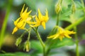 Bunch of yellow flowers of tomato blooming in greenhouse. Close-up. Royalty Free Stock Photo