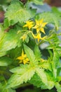 Bunch of yellow flowers of tomato blooming in greenhouse. Close-up. Royalty Free Stock Photo