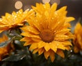 a bunch of yellow flowers with water droplets on them Royalty Free Stock Photo