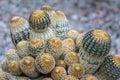 Bunch of yellow, golden, cacti