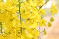Bunch of yellow golden shower Cassia fistula / Indian laburnum state flower of Kerala South India.