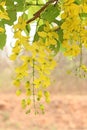 Bunch of yellow golden shower Cassia fistula / Indian laburnum state flower of Kerala South India.