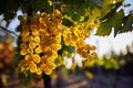 A bunch of yellow grapes hanging on a vineyard Royalty Free Stock Photo