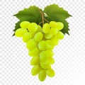Bunch of yellow or green grapes with vine leaves isolated on transparent background. Cluster of grape. Realistic, fresh, natural Royalty Free Stock Photo