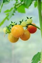 Bunch of yellow-green tomatoes Royalty Free Stock Photo