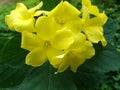 A bunch of yellow jungle flower 003 _ stock image