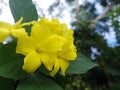 A bunch of yellow jungle flower 001 _ stock image