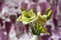 Bunch of yellow lisianthus flowers on violet background