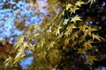 Bunch of yellow maple leaves on the tree in autumn season. Royalty Free Stock Photo