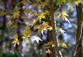 Bunch of yellow maple leaves on the tree in autumn season. Royalty Free Stock Photo