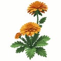 A bunch of Yellow Marigold flower illustration vector