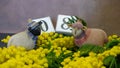 bunch of yellow mimosa with funny sheep, 8 march, women& x27;s day