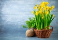 Bunch yellow narcissus in wattled basket