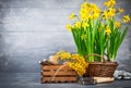 Bunch yellow narcissus in wattled basket