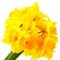 Bunch of yellow narcissuses Royalty Free Stock Photo