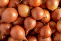a bunch of yellow onions or brown onions in large quantities Royalty Free Stock Photo