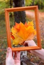 Bunch of yellow and orange fallen leaves. View through the wooden picture frame