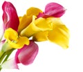 Bunch of yellow and pink cala lilies Royalty Free Stock Photo