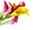 Bunch of yellow and pink cala lilies Royalty Free Stock Photo