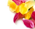 Bunch of yellow and pink cala lilies Royalty Free Stock Photo