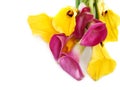 Bunch of yellow and pink cala lilies Royalty Free Stock Photo