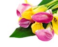 Bunch of yellow and pink cala lilies Royalty Free Stock Photo