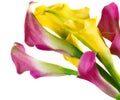 Bunch of yellow and pink cala lilies Royalty Free Stock Photo